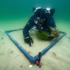 Ein Taucher des SeaStore-Projekts pflanzt Seegras in der Ostsee an. 