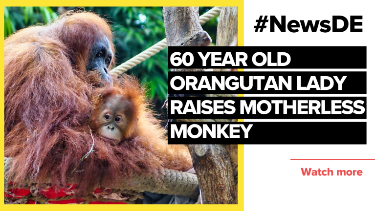 Hamburg orangutan lady raises motherless monkey | #NewsDE