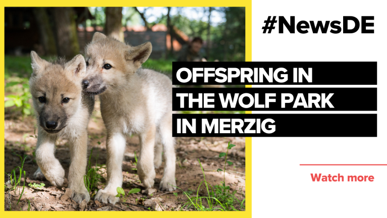 Cute offspring in German wolf park | #NewsDE