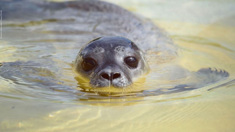 Giving seal pups a second chance at life: Germany’s Seal Sanctuary