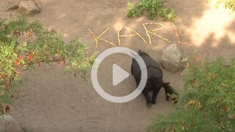 Dürfen wir vorstellen: Karl das Nashorn