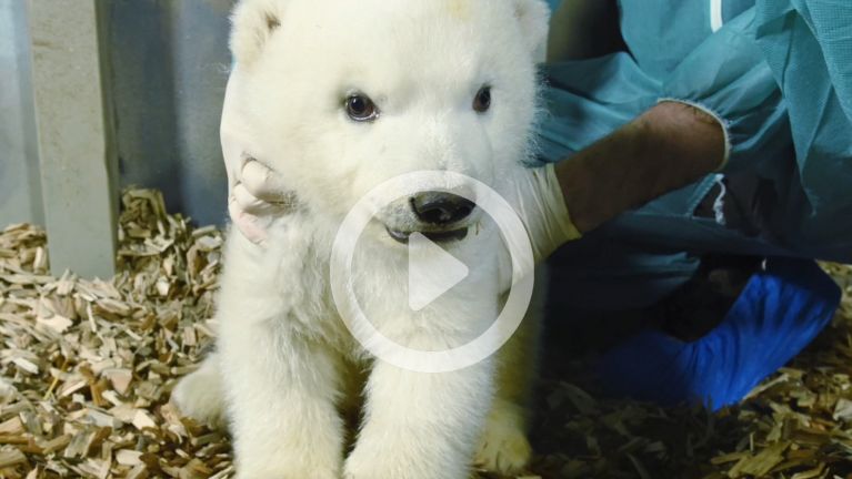 Little polar bear girl on a discovery tour at Hannover Zoo