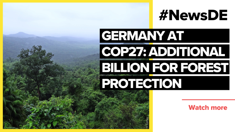 COP27: Additional billion from Germany for forest protection