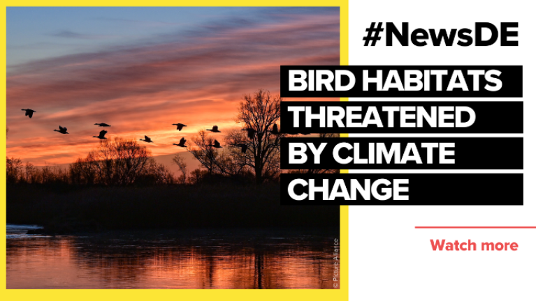 Consequences of climate change threaten migratory bird habitats